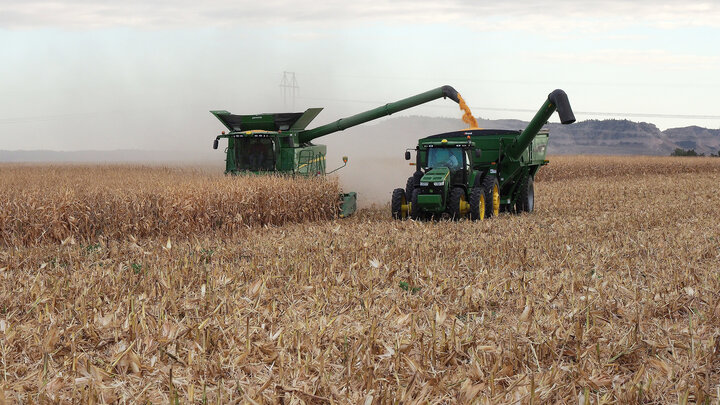 corn harvest with combine 
