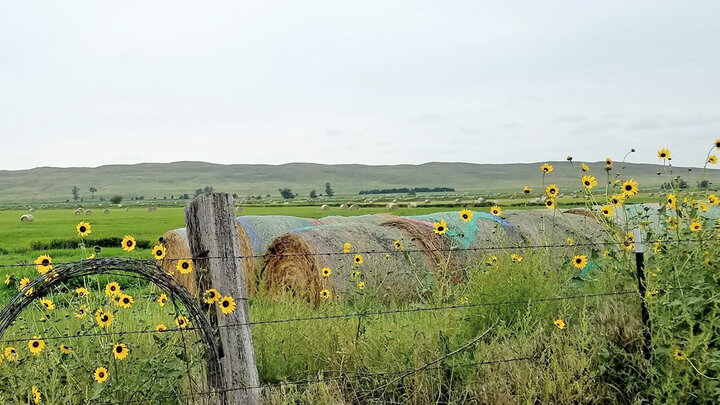 round baled hay and field with more bales
