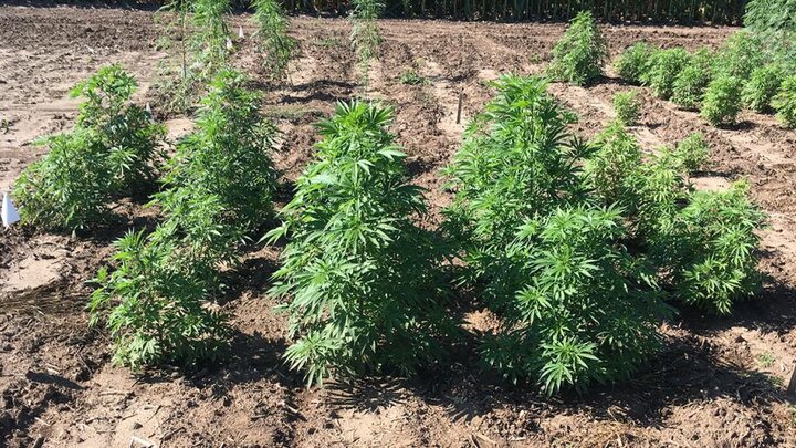 hemp plants