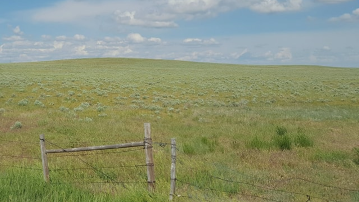 wild land pasture