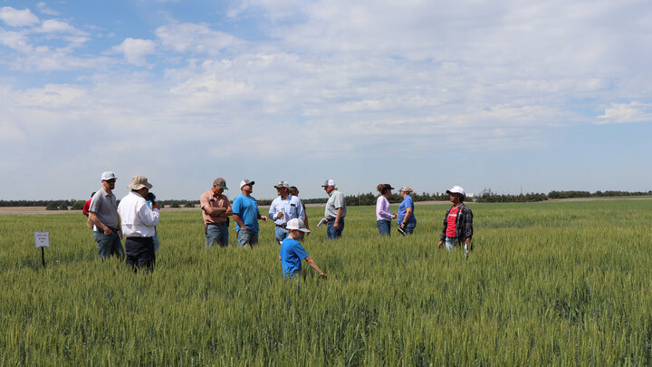 A group of people talking in a wheat field