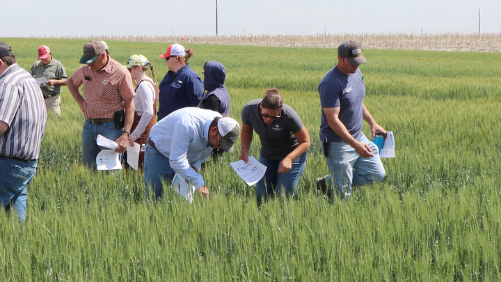 a group of people walk around in wheat field looking at the wheat during a tour