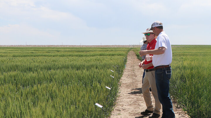 Two men talking at wheat field