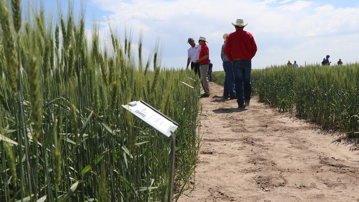 People walking through a wheat field on a sunny day, with informational signage in the foreground.