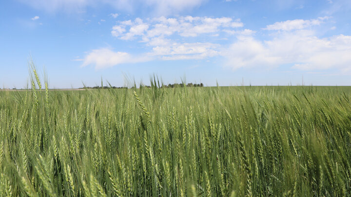 wheat field