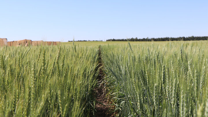 wheat variety tours