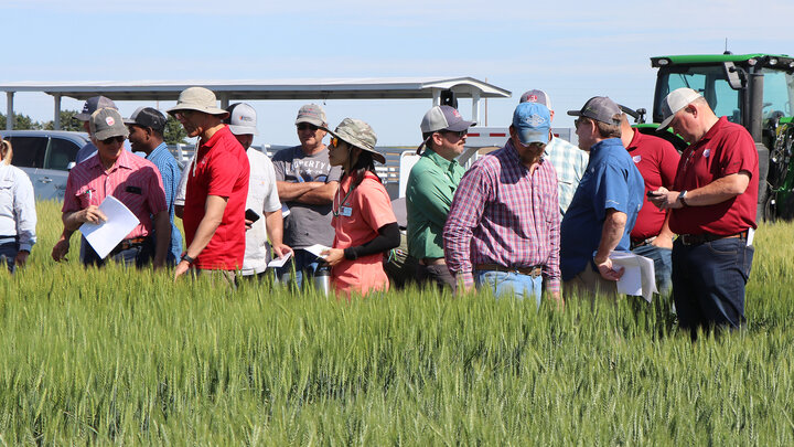 people look at wheat in field