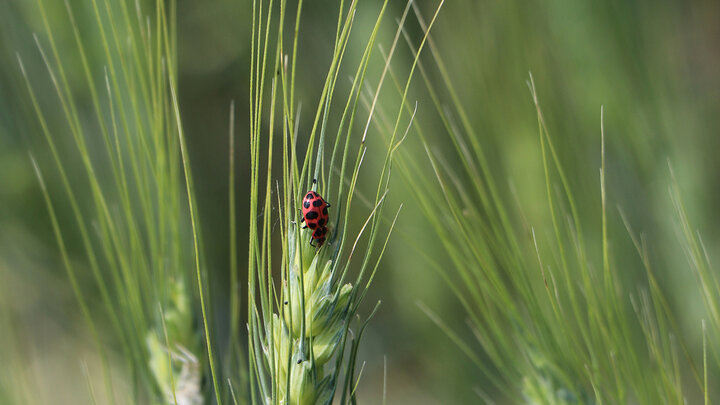 ladybug on wheat head