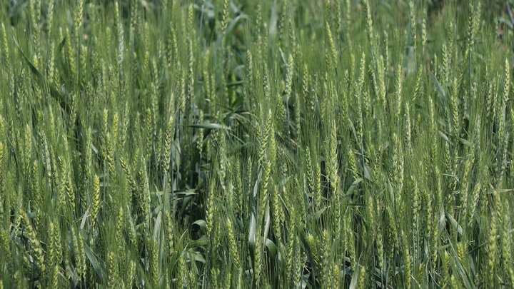 closeup of dryland winter wheat