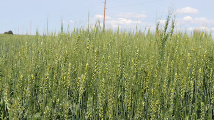 green wheat field