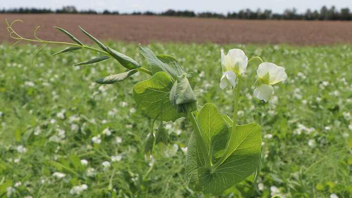 flowering dry pea field