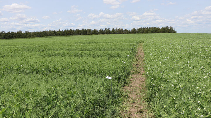 small plots of winter peas 