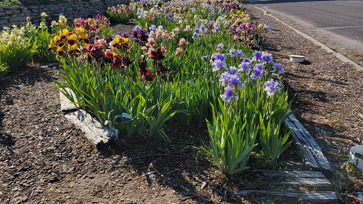 iris bed