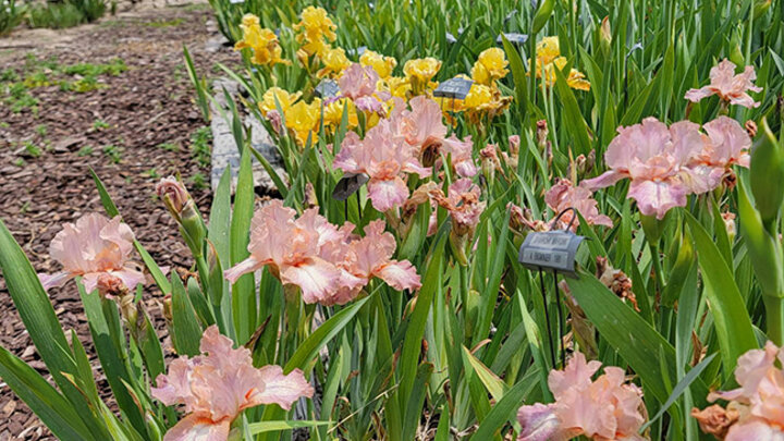 peach and yellow colored iris flowers