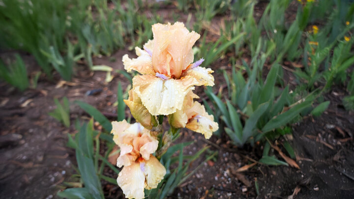 iris flower in garden