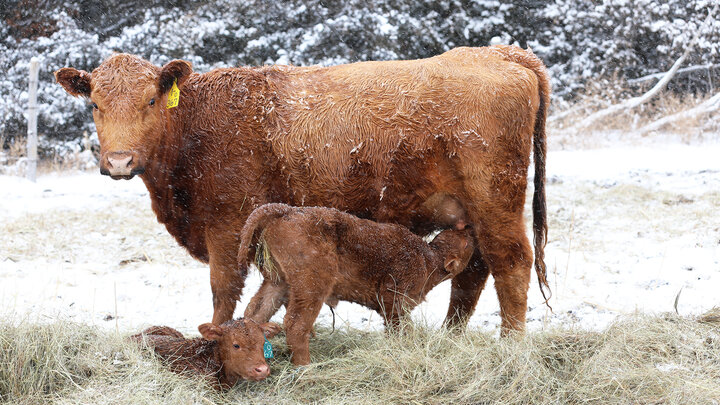 Red angus cow in winter with calves