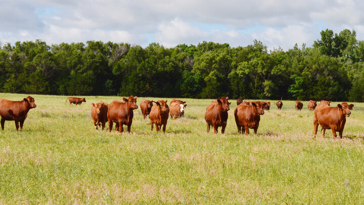 red cows in pasture