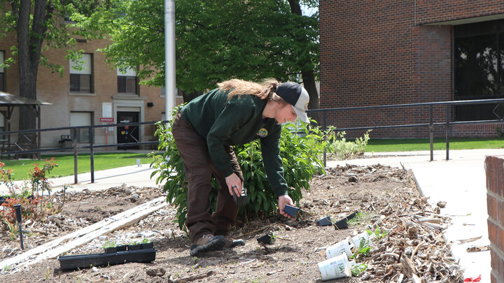 woman planting flowers