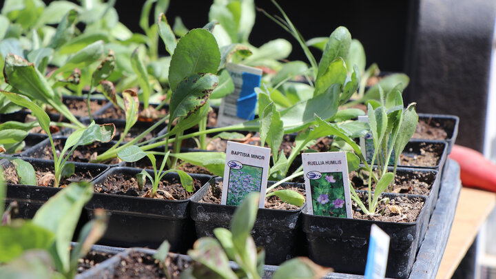 Seedlings in black plastic trays with plant labels under bright sunlight.