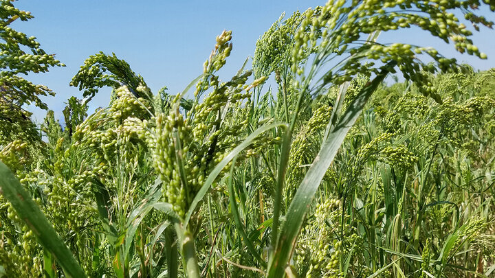 millet plant in field