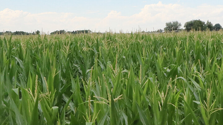 corn growing in a field
