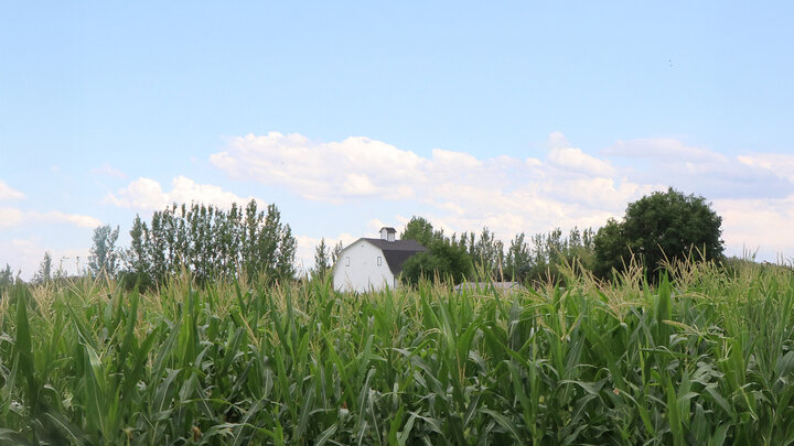 cornfield with barn in background