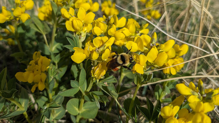 yellow flowers with a bumblebee