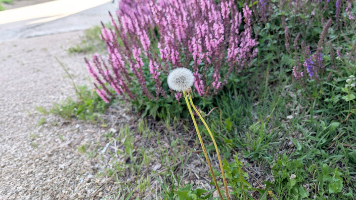 dandelion growing on edge of flower bed