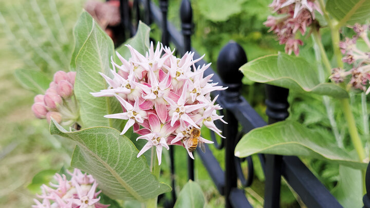 Pink milkweed flowers with a bee, set against a black metal fence and greenery.