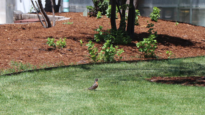 A small bird stands on green grass near mulched landscaping with young plants and tree trunks.