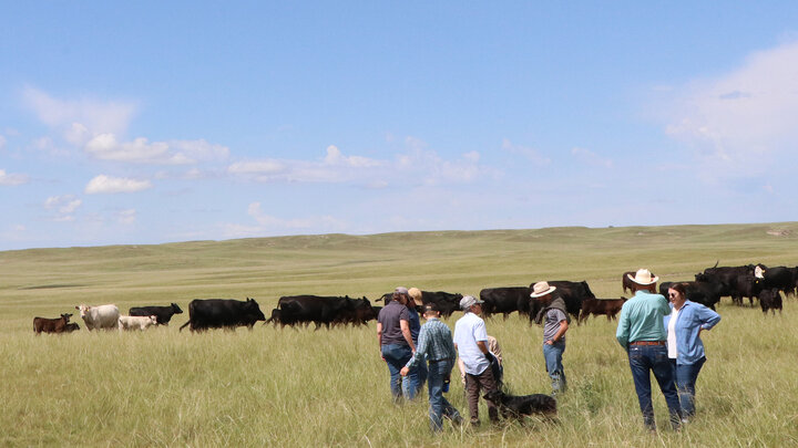 group of people in pasture watching cattle