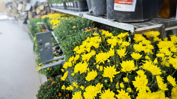 mums at a garden center