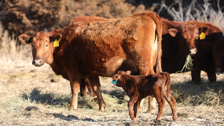 cow and calf in field