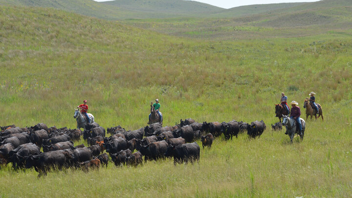 family moving cattle on range