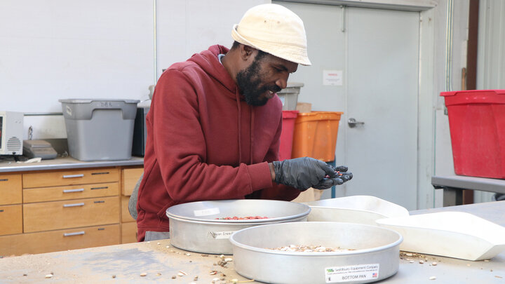 man sorts dry beans from pan into tray