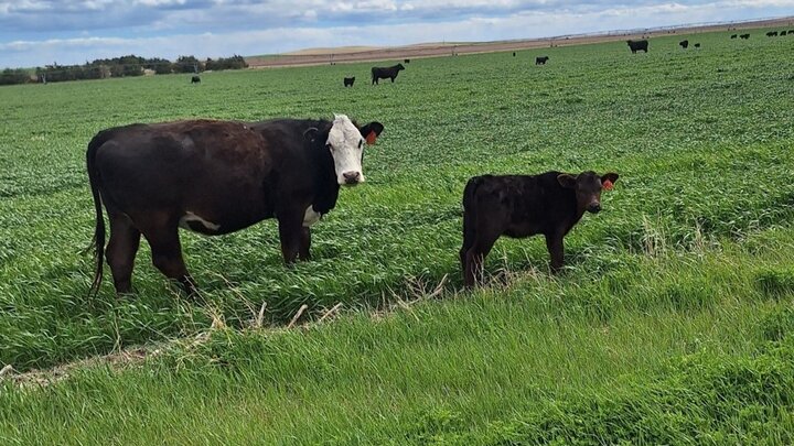 cow and calf in pasture