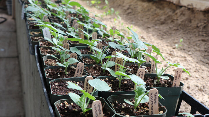 vegetables labeled and in trays