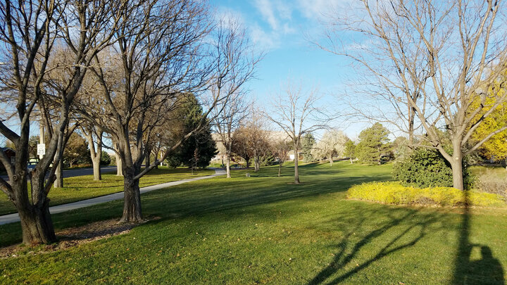 a park with trees and green grass in the fall
