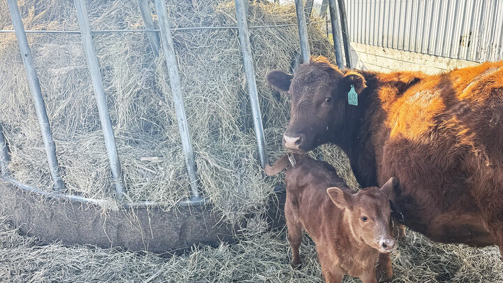 cow and calf with ring baler