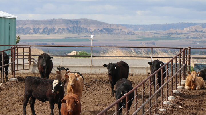 cattle in feedlot