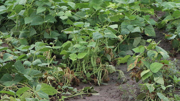 Dry bean plants growing in a field with soil visible.