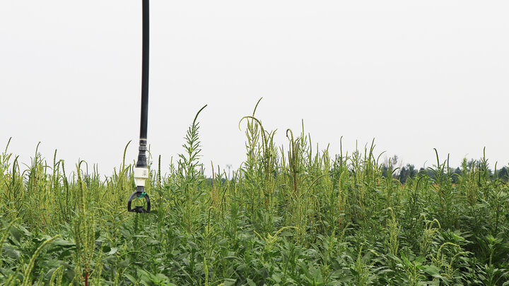 Palmer amaranth weeds in field