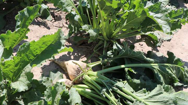 Sugar beet plant with green leaves and exposed root growing in soil.