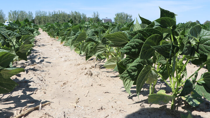 dry bean field