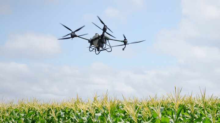 drone flys over cornfield