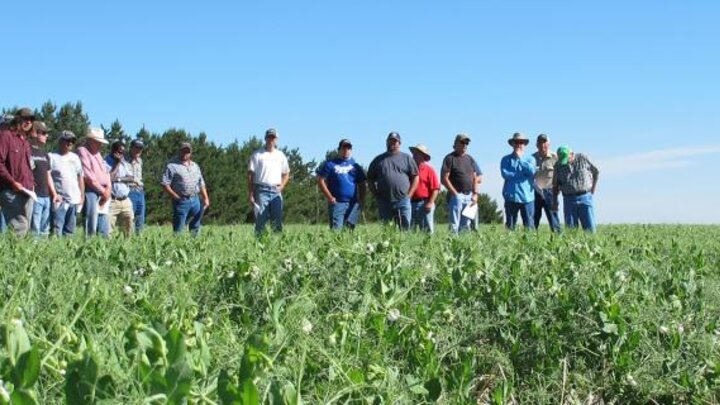 Man talking to a group in a field of spring peas