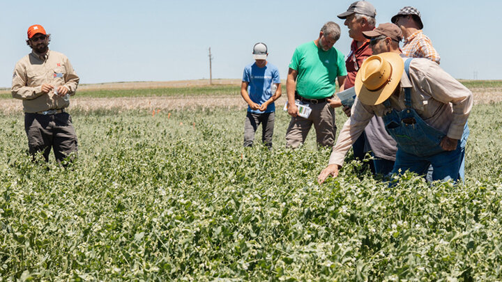 Group of people examining crops in a green field under a clear blue sky.