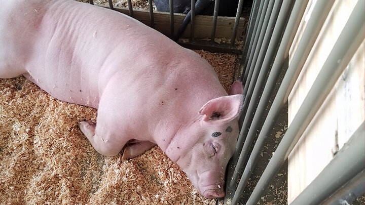 pig lying in pen on wood shavings