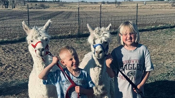 4h children with alpacas