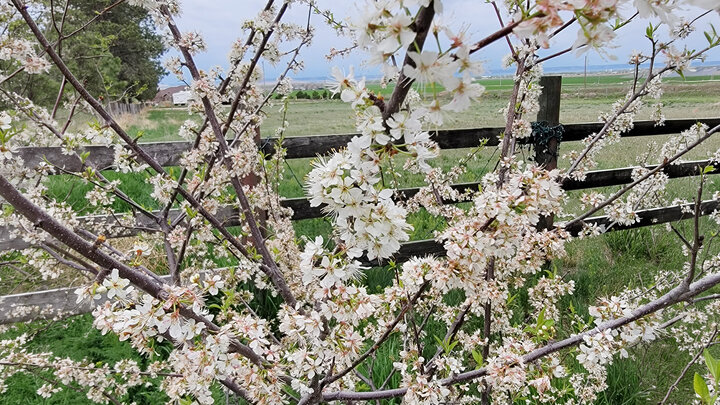 Flowering branches with small white blossoms set against a rural field and wooden fence.